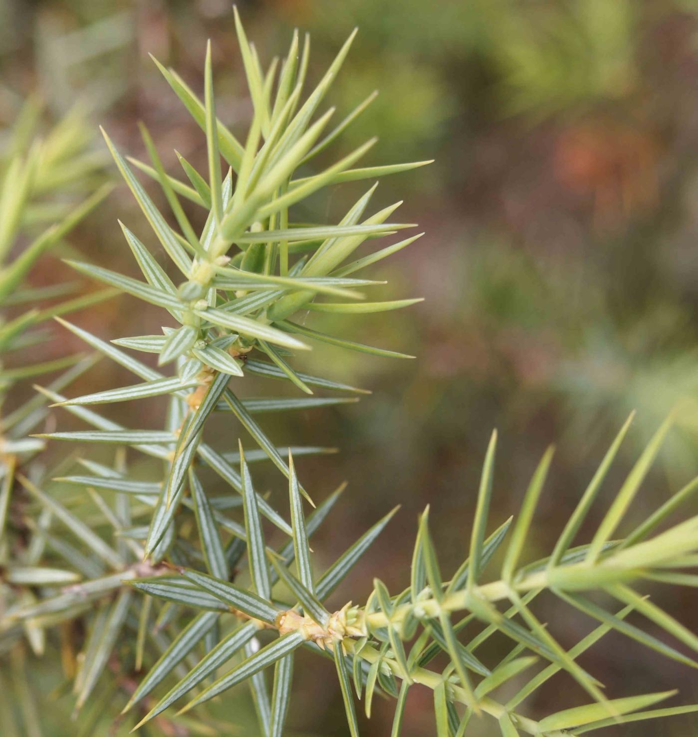 Juniper, Prickly leaf